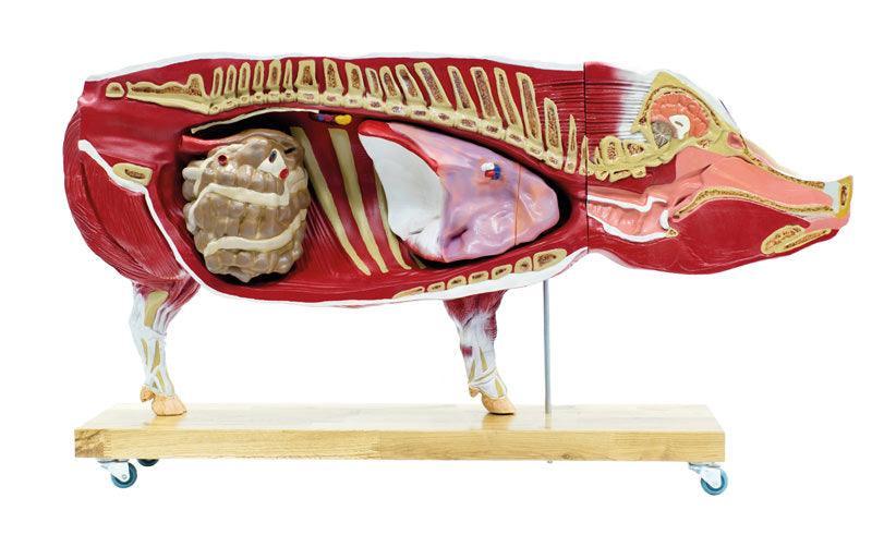 Didaktisches Schweinemodell, 20-teilig, 1/2 natürliche Größe, VET3320 - Notemed Medizintechnik 