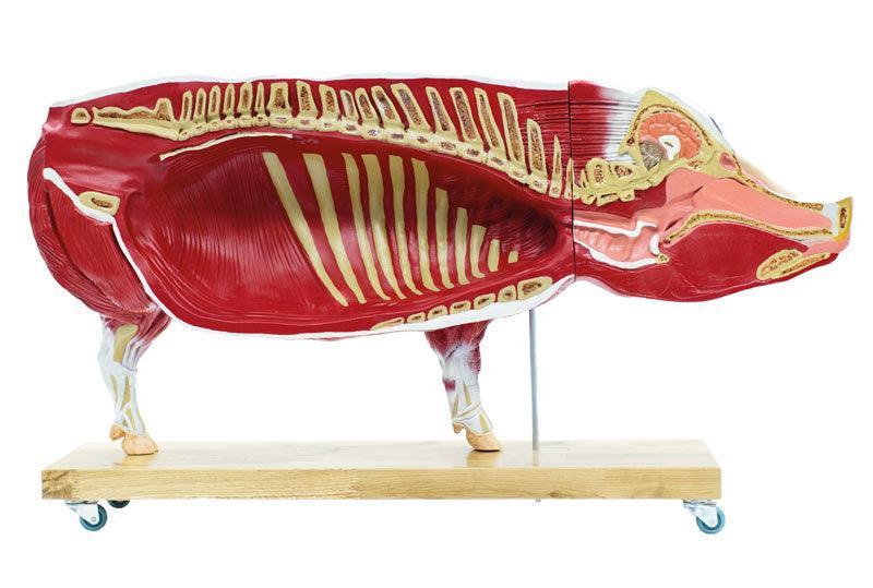 Didaktisches Schweinemodell, 20-teilig, 1/2 natürliche Größe, VET3320 - Notemed Medizintechnik 