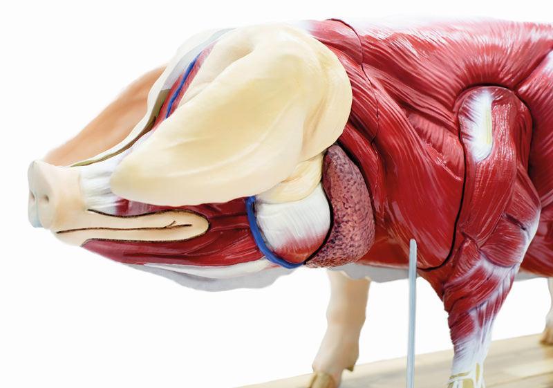 Didaktisches Schweinemodell, 20-teilig, 1/2 natürliche Größe, VET3320 - Notemed Medizintechnik 