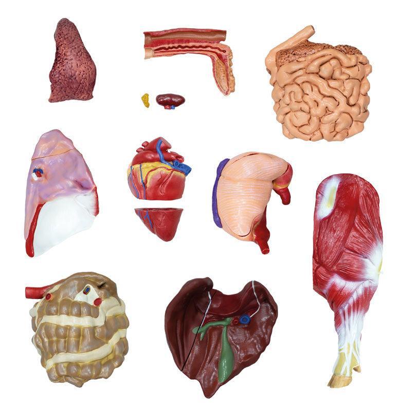 Didaktisches Schweinemodell, 20-teilig, 1/2 natürliche Größe, VET3320 - Notemed Medizintechnik 