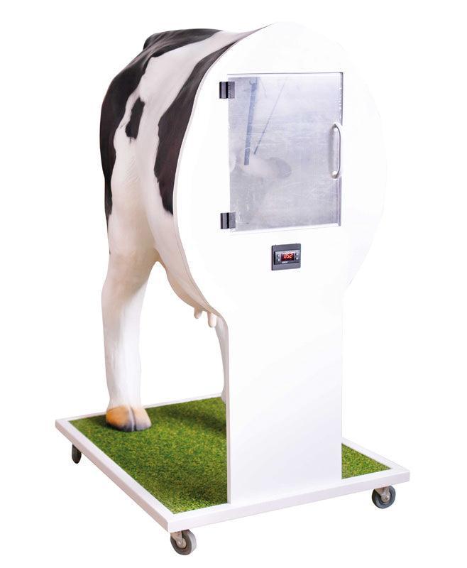 Erweiterter Simulator zur künstlichen Befruchtung (KB) der Kuh, VET3400 - Notemed Medizintechnik 