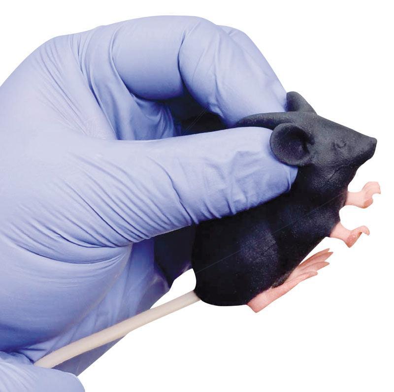 Mimicky Mouse, VET4220 - Notemed Medizintechnik 