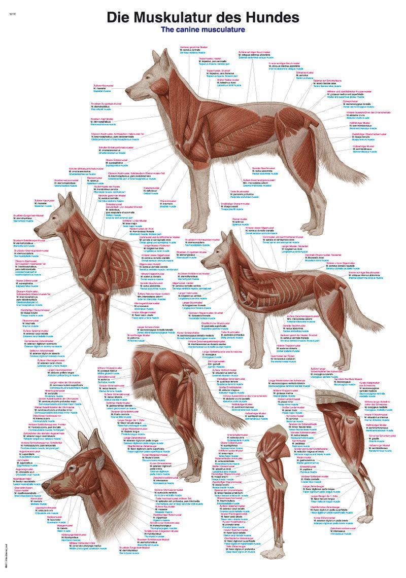 Lehrtafel Die Muskulatur des Hundes, 50x70cm, VL610 - Notemed Medizintechnik 