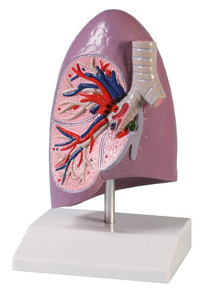 Lungenhälfte, natürliche Größe - EZ Augmented Anatomy, G253 - Notemed Medizintechnik 