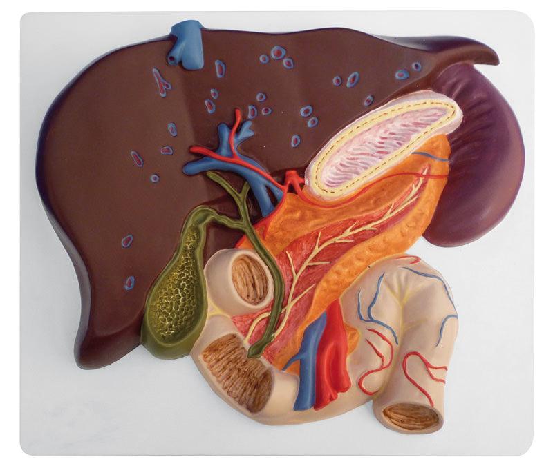 Leber mit Gallenblase, Pankreas und Duodenum, K440 - Notemed Medizintechnik 