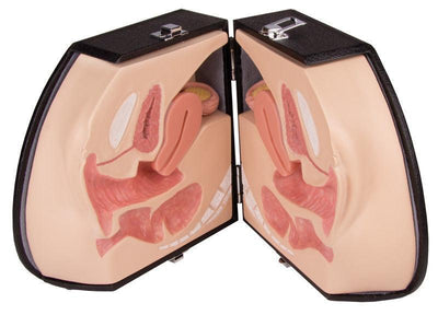 Weibliches Genitalorgan, LM30 - Notemed Medizintechnik 