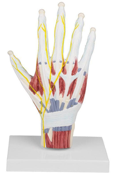 Handanatomie-Strukturmodell, M260 - Notemed Medizintechnik 