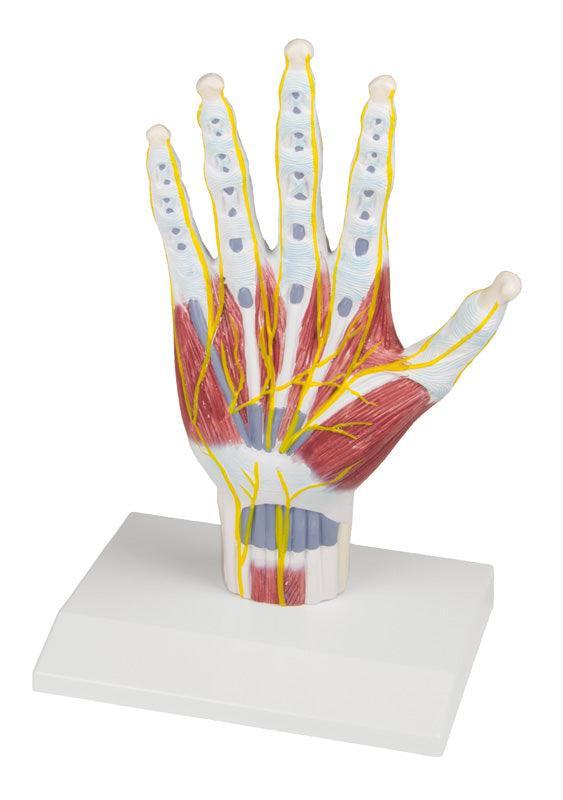 Handanatomie-Strukturmodell, M260 - Notemed Medizintechnik 