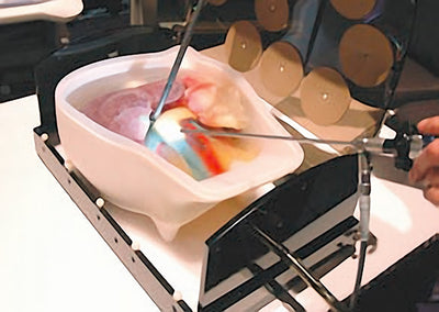 Ultraschall-Modell für Sonografie, R16550 - Notemed Medizintechnik 
