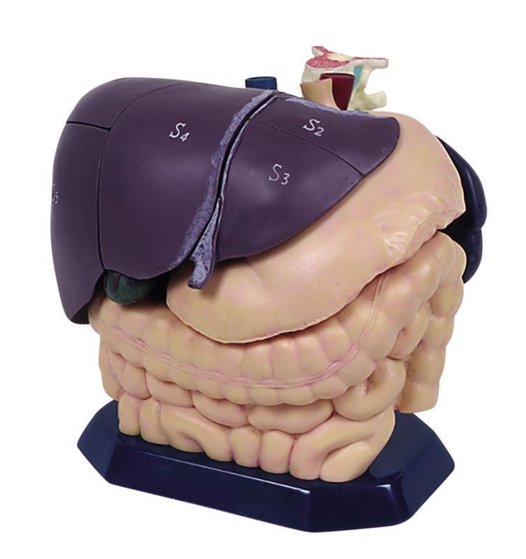 Anatomisches Modell für Ultraschallausbildung, R16580 - Notemed Medizintechnik 