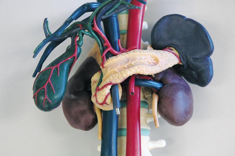 Anatomisches Modell für Ultraschallausbildung, R16580 - Notemed Medizintechnik 