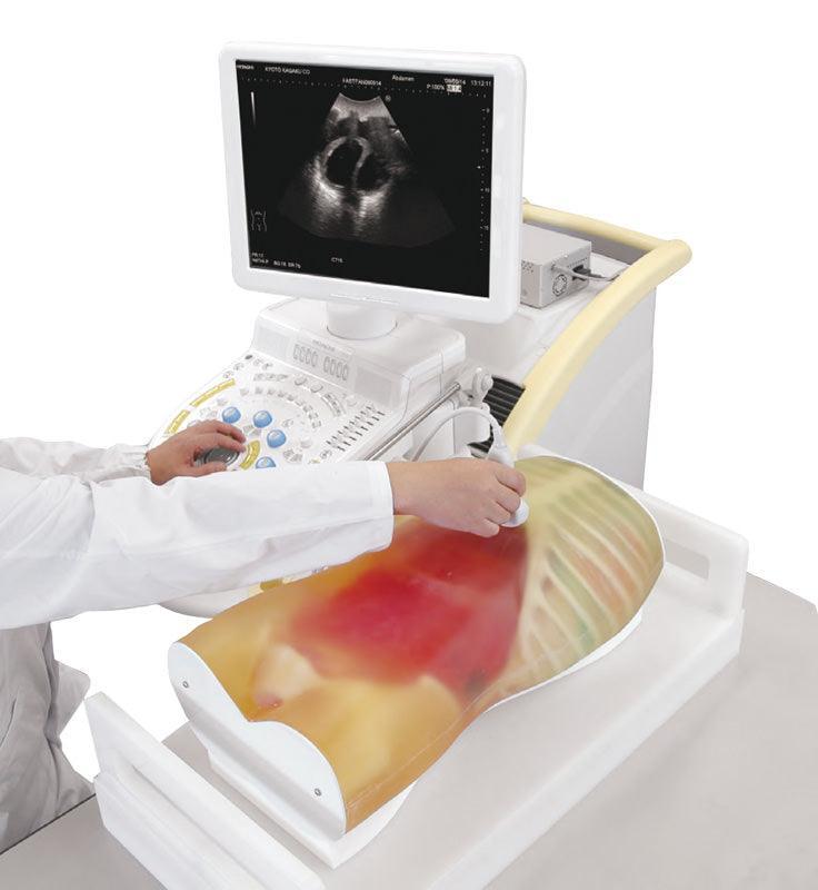 FAST-Ultraschall-Untersuchungsmodell, R16590 - Notemed Medizintechnik 