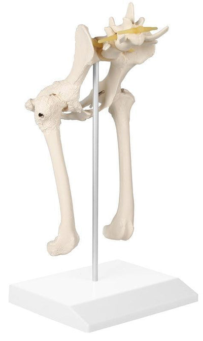Hundehüfte, VET1060 - Notemed Medizintechnik 
