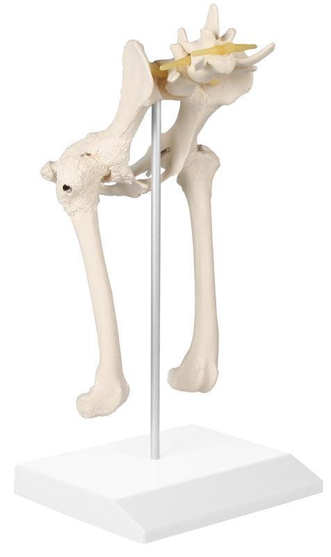 Hundehüfte, VET1060 - Notemed Medizintechnik 