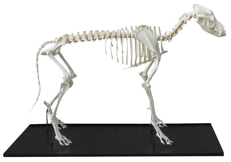 Hundeskelett, montiert, kleiner Hund, VET3030 - Notemed Medizintechnik 