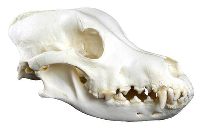 Hundeschädel groß (Canis familiaris, Replika), VET3085 - Notemed Medizintechnik 