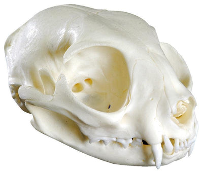 Katzenschädel (Felis catus, Replika), VET3090 - Notemed Medizintechnik 
